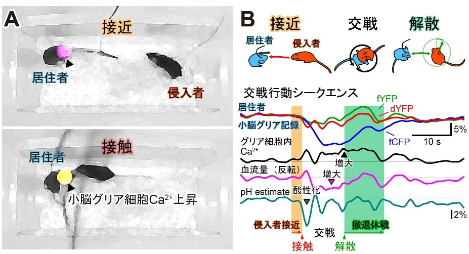 【図】 小脳が左右する社会性行動の調整原理の解明