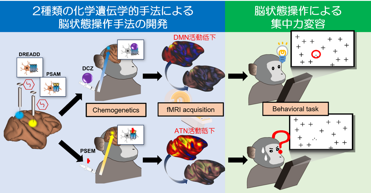 研究に関連する図版