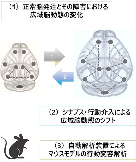 メンバー | 行動変容生物学 - 文部科学省科学研究費 助成事業「学術