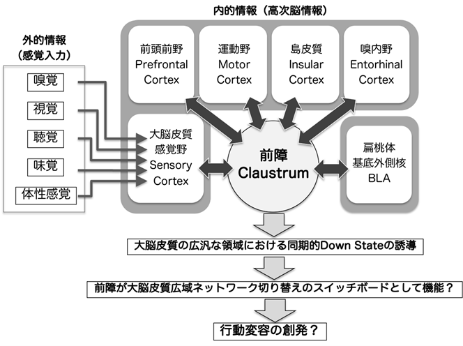 研究に関連する図版
