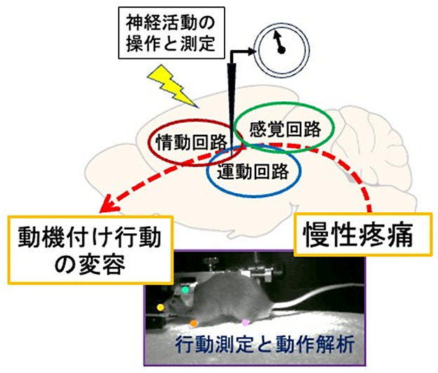 研究に関連する図版