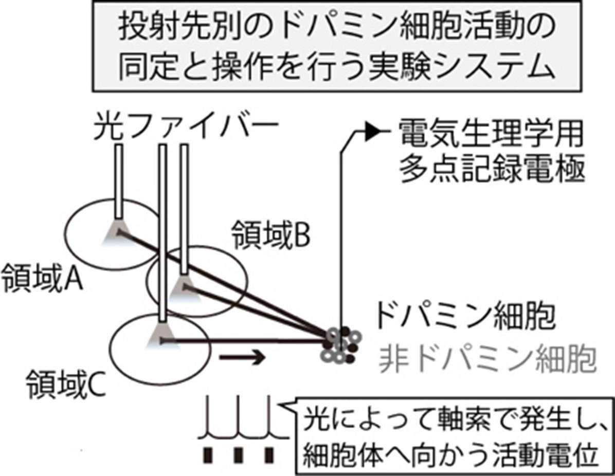 研究に関連する図版
