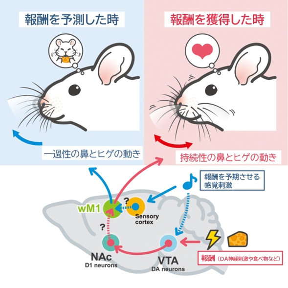 研究に関連する図版