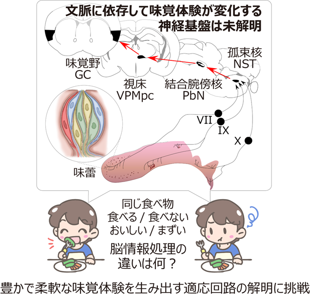 研究に関連する図版